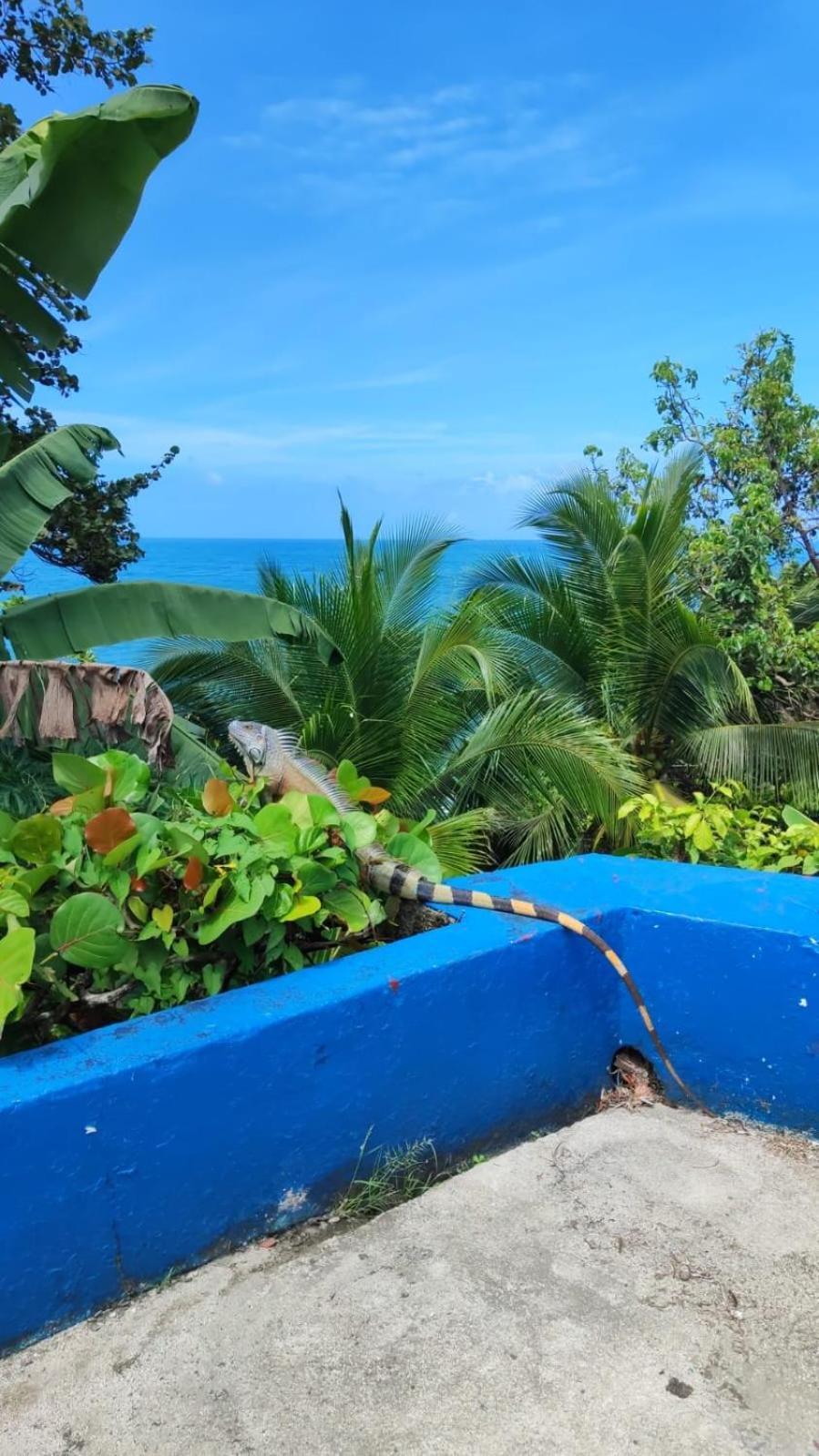 Hotel Maribu Caribe بويرتو ليمون المظهر الخارجي الصورة